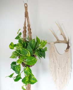 Golden pothos