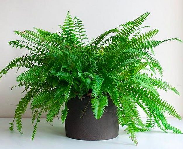 <h1>Freshen Up Your Home with Air-Purifying Plants</h1>