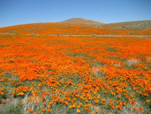 poppy reserve