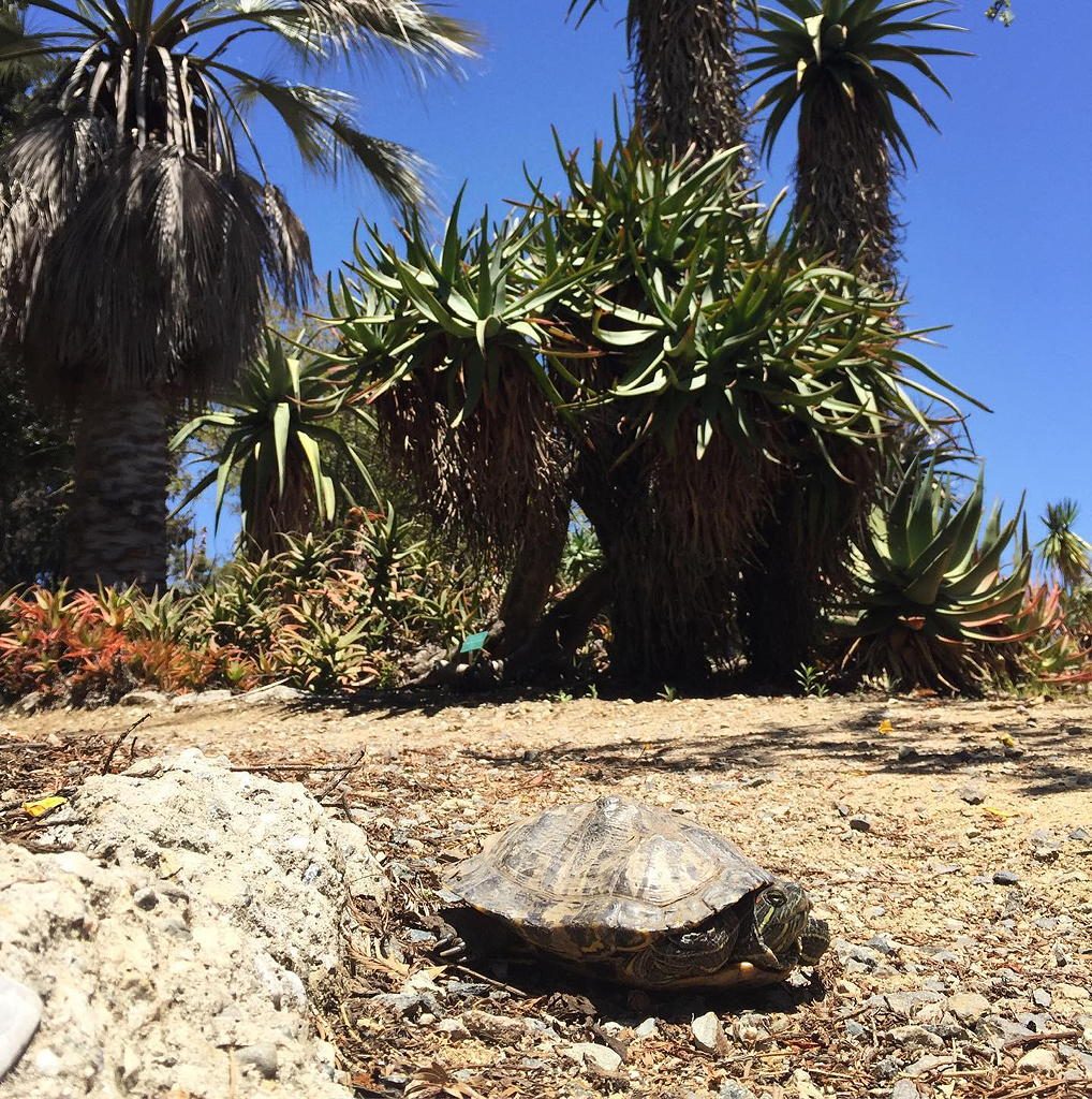 Mildred E. Mathias Botanical Garden near Circa apartments in downtown Los Angeles