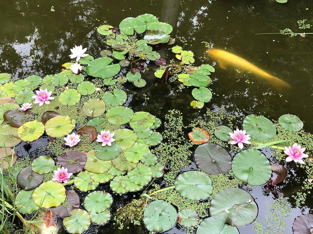 Storrier Stearns Japanese Garden near Circa apartments in downtown Los Angeles