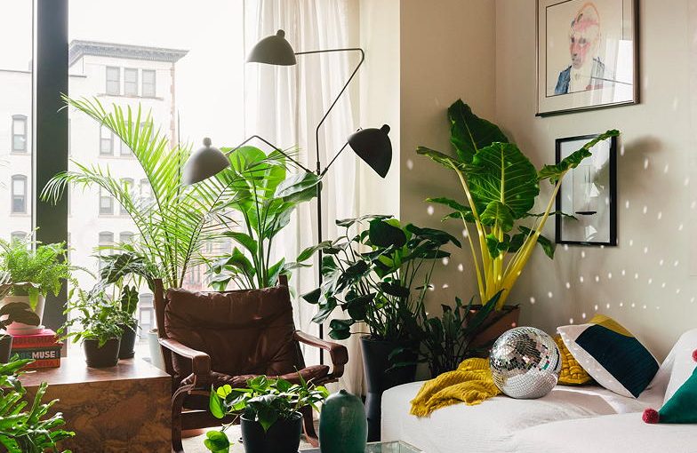 <h1>Freshen Up Your Home With Plants</h1>
