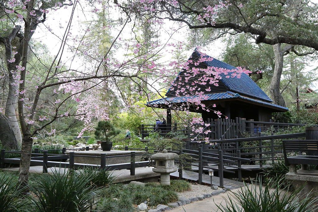 Descanso Gardens Cherry Blossoms near Circa apartments in Downtown Los Angeles