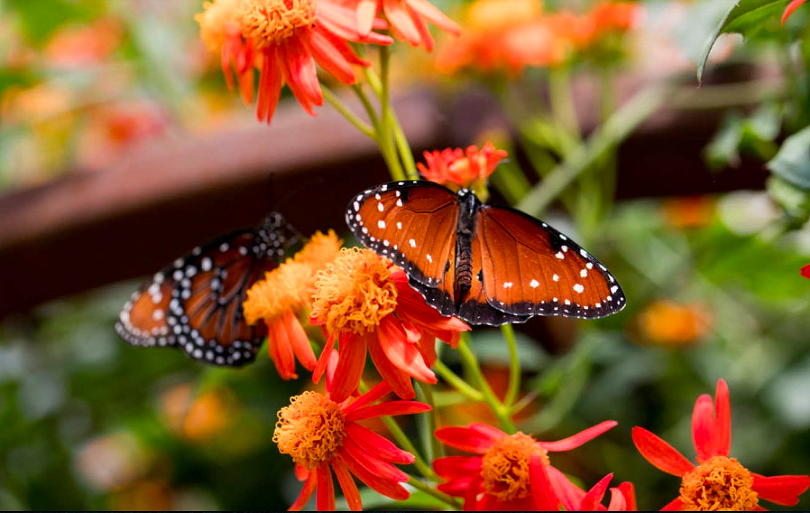 NHM Butterfly Pavilion near Circa apartments in Downtown Los Angeles