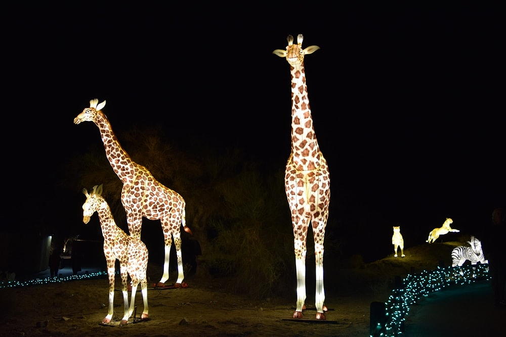 The Living Desert WildLights of Spring near Circa apartments in Downtown Los Angeles