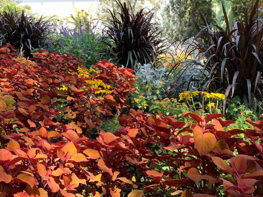 Descanso Gardens fall colors near Circa apartments in Downtown Los Angeles