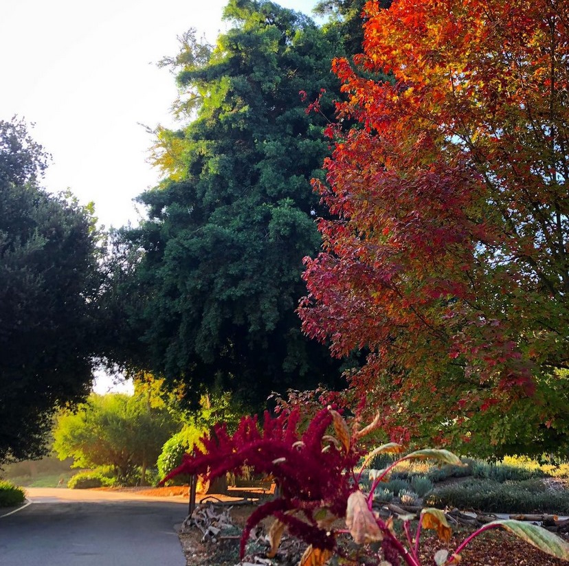 LA Arboretum fall colors near Circa apartments in Downtown Los Angeles