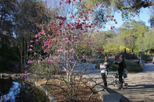 Descanso Gardens near Circa residences in Downtown Los Angeles