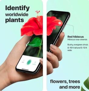 Picture This – Plant Identifier App near Circa residences in Downtown Los Angeles