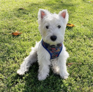 Super Cooper Circa Pet at Circa residences in Downtown Los Angeles  