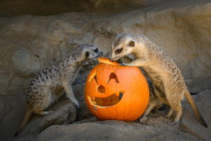 Boo at the Zoo Halloween event at the Los Angeles Zoo