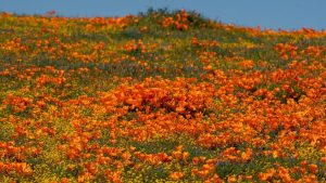 California State Parks Antelope Valley California Poppy Reserve in Lancaster, CA