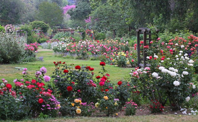 Superblooms & Gorgeous Gardens