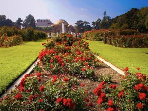 Rose Garden Exposition Park near Circa residences in downtown Los Angeles