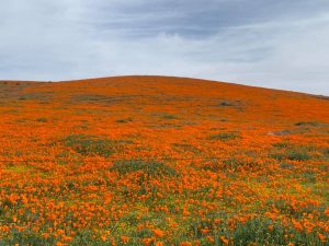 Antelope Valley California Poppy Reserve superbloom in Lancaster, California