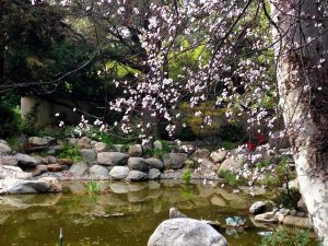 Storrier Stearns Japanese Garden superbloom in Pasadena not far from Circa residences in downtown Los Angeles  
