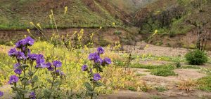Zuma Canyon Trail superbloom in Malibu not far from Circa residences in downtown Los Angeles  