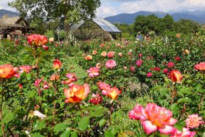Descanso Gardens spring blooms near Circa residences in downtown Los Angeles 