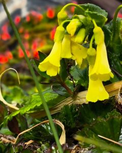 iNaturalist App to record your observations in the natural world