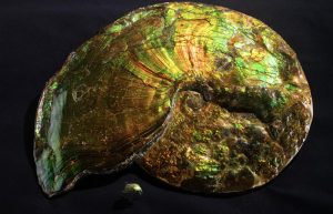 Unearthed Raw Beauty exhibition at NHM near Circa residences in Downtown Los Angeles  